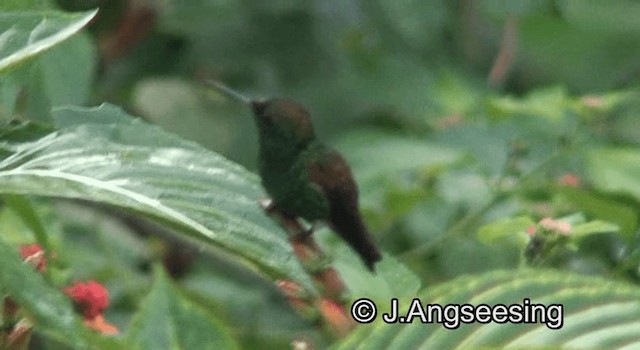 Copper-rumped Hummingbird - ML200876591