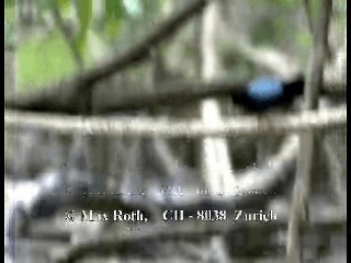 Long-tailed Manakin - ML200876941