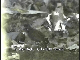 Braunrücken-Ameisenvogel [exsul-Gruppe] - ML200877321