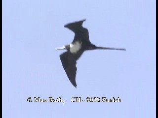 Magnificent Frigatebird - ML200877441