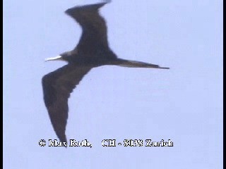 Magnificent Frigatebird - ML200877451