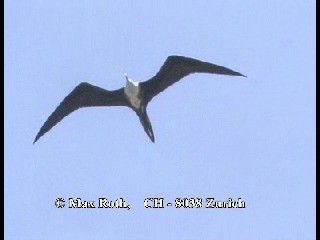 Magnificent Frigatebird - ML200877461