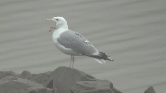 Herring Gull (European) - ML200878251