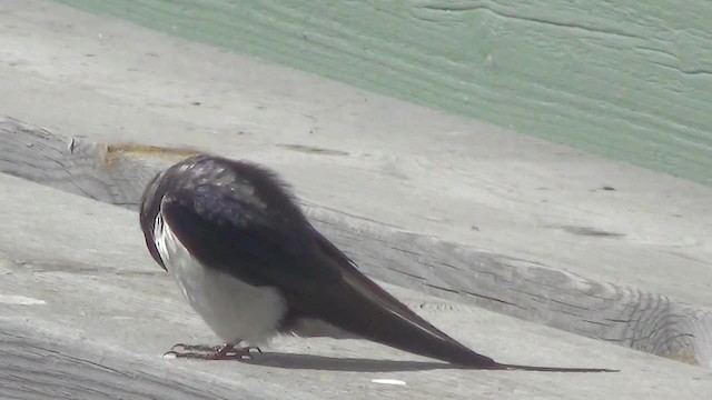 Barn Swallow (White-bellied) - ML200878371