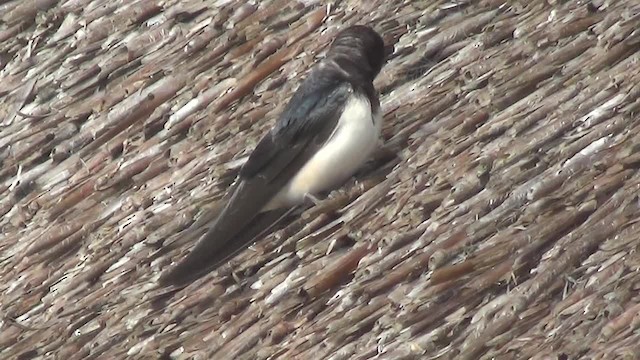 Barn Swallow (White-bellied) - ML200878381