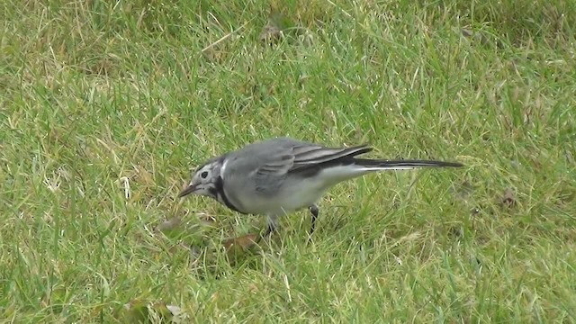 White Wagtail (White-faced) - ML200878411