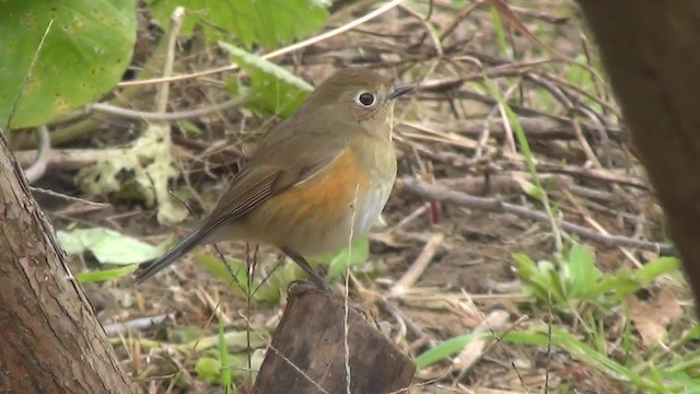 Red-flanked Bluetail - ML200878521