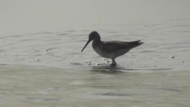 Spotted Redshank - ML200878681