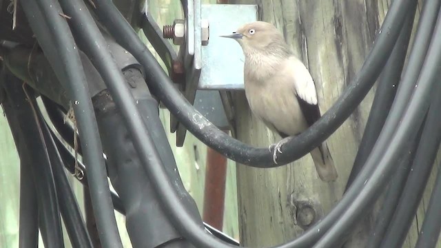 White-shouldered Starling - ML200878891