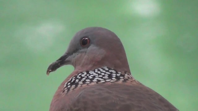 Spotted Dove (Eastern) - ML200879011