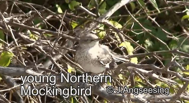 Northern Mockingbird - ML200879481
