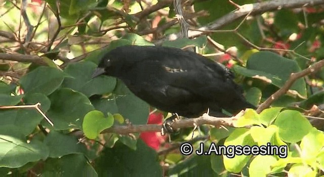 Tawny-shouldered Blackbird - ML200879601