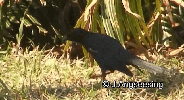 Tawny-shouldered Blackbird - ML200879621