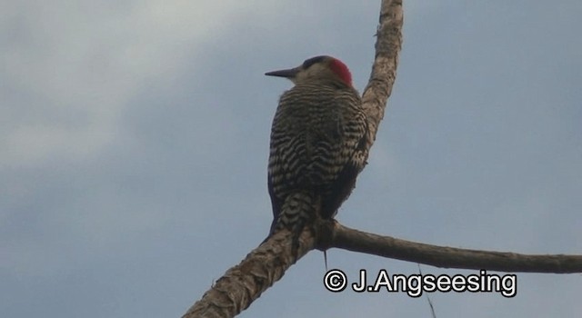 West Indian Woodpecker - ML200879641