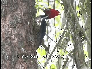 Pale-billed Woodpecker - ML200879661