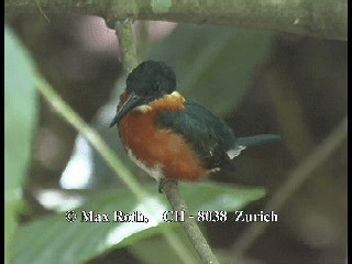 American Pygmy Kingfisher - ML200879681