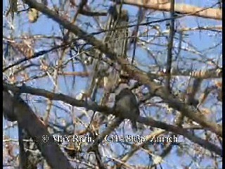 White-necked Puffbird - ML200879831