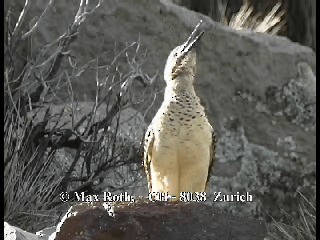 Andean Flicker (Southern) - ML200879841