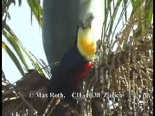 Red-breasted Toucan - ML200879851