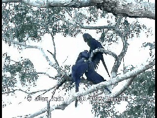 Hyacinth Macaw - ML200879941