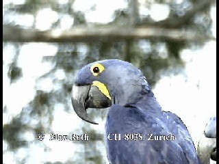 Hyacinth Macaw - ML200879951