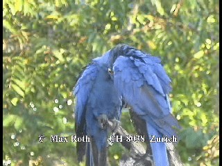 Hyacinth Macaw - ML200879961