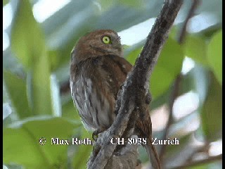 Ferruginous Pygmy-Owl (Ferruginous) - ML200879981