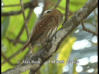 Ferruginous Pygmy-Owl (Ferruginous) - ML200879991
