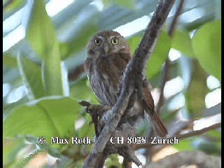 Ferruginous Pygmy-Owl (Ferruginous) - ML200880001