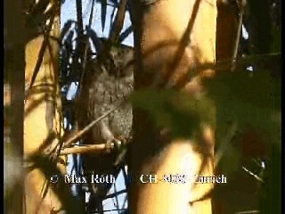Tropical Screech-Owl - ML200880011