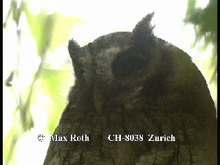Tropical Screech-Owl - ML200880021