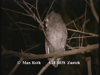 Pacific Screech-Owl (cooperi) - ML200880041