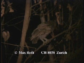 Pacific Screech-Owl (cooperi) - ML200880051