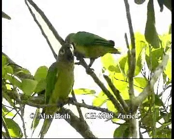 Kahverengi Gerdanlı Papağan (ocularis) - ML200880141
