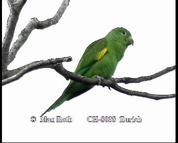 Yellow-chevroned Parakeet - ML200880291