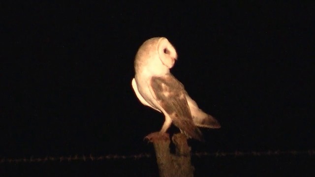 Barn Owl (Eastern) - ML200881351