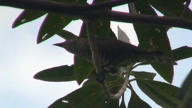 Little Bronze-Cuckoo (Gould's) - ML200881531