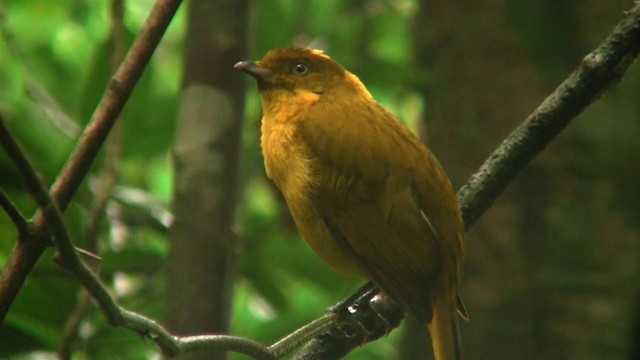 Golden Bowerbird - ML200881601