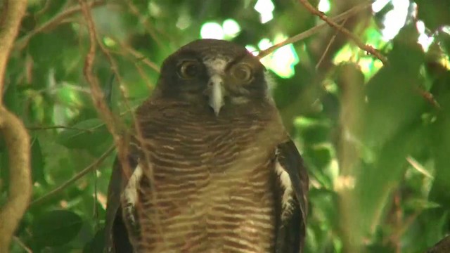 Rufous Owl - ML200881641