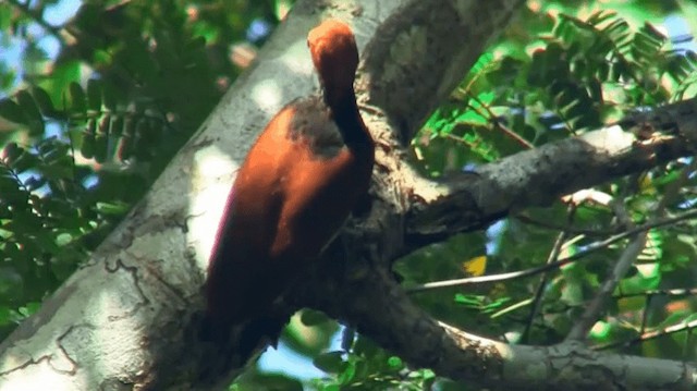 Ringed Woodpecker (Ringed) - ML200882181
