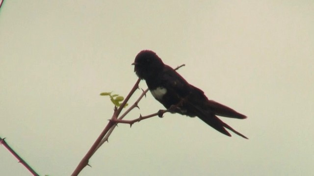 White-banded Swallow - ML200882241
