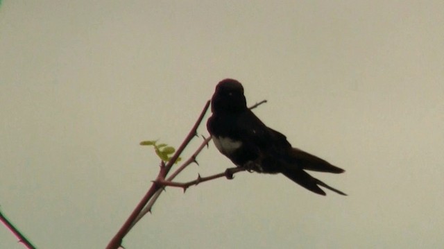 White-banded Swallow - ML200882321
