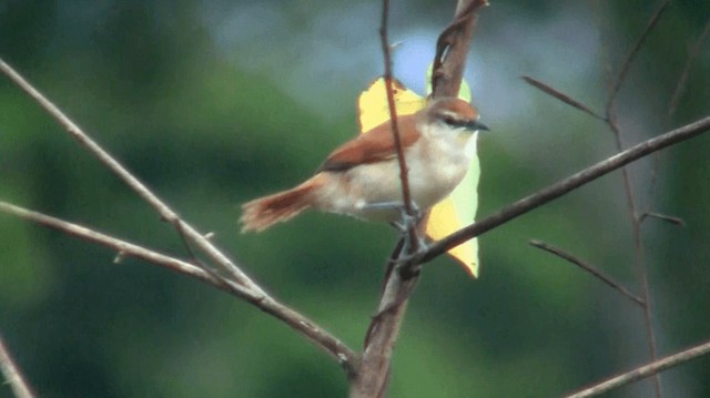 Yellow-chinned Spinetail - ML200882361