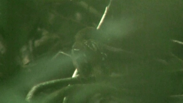 Ockerflecken-Ameisenwächter - ML200883471