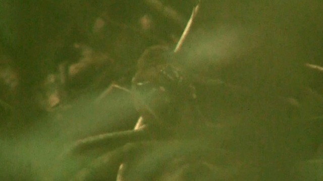 Ockerflecken-Ameisenwächter - ML200883481