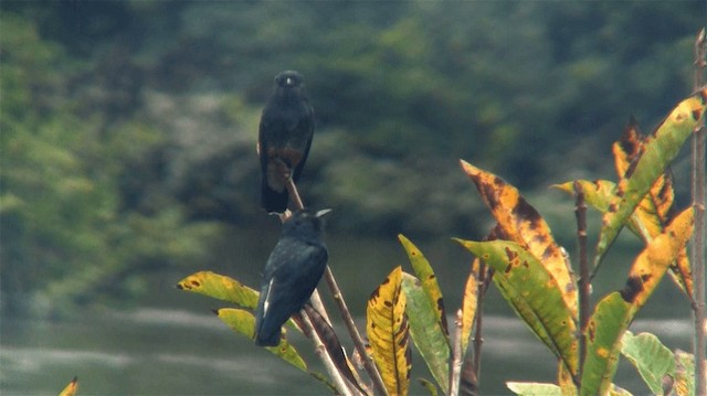 Swallow-winged Puffbird - ML200883531