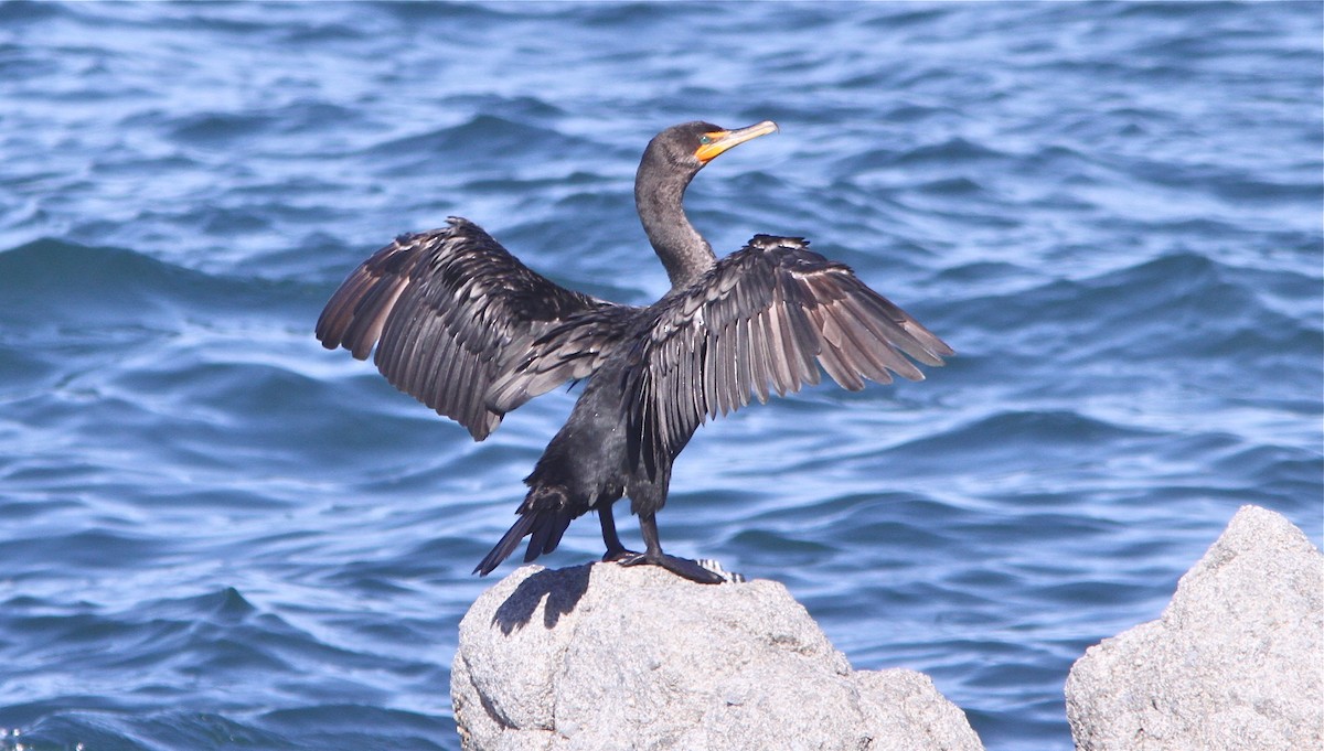 Double-crested Cormorant - Don Roberson