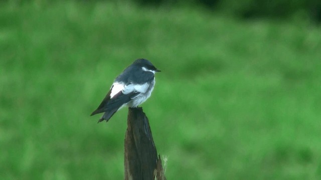 White-winged Swallow - ML200883701