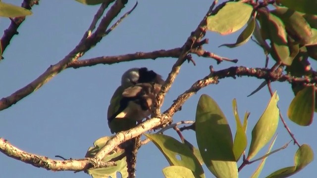 Black-throated Finch (Black-rumped) - ML200883891