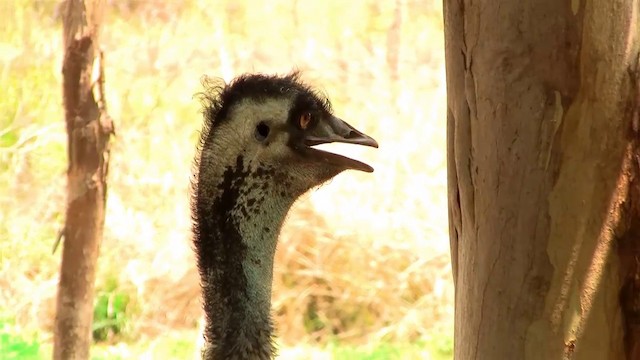 emu hnědý - ML200884011